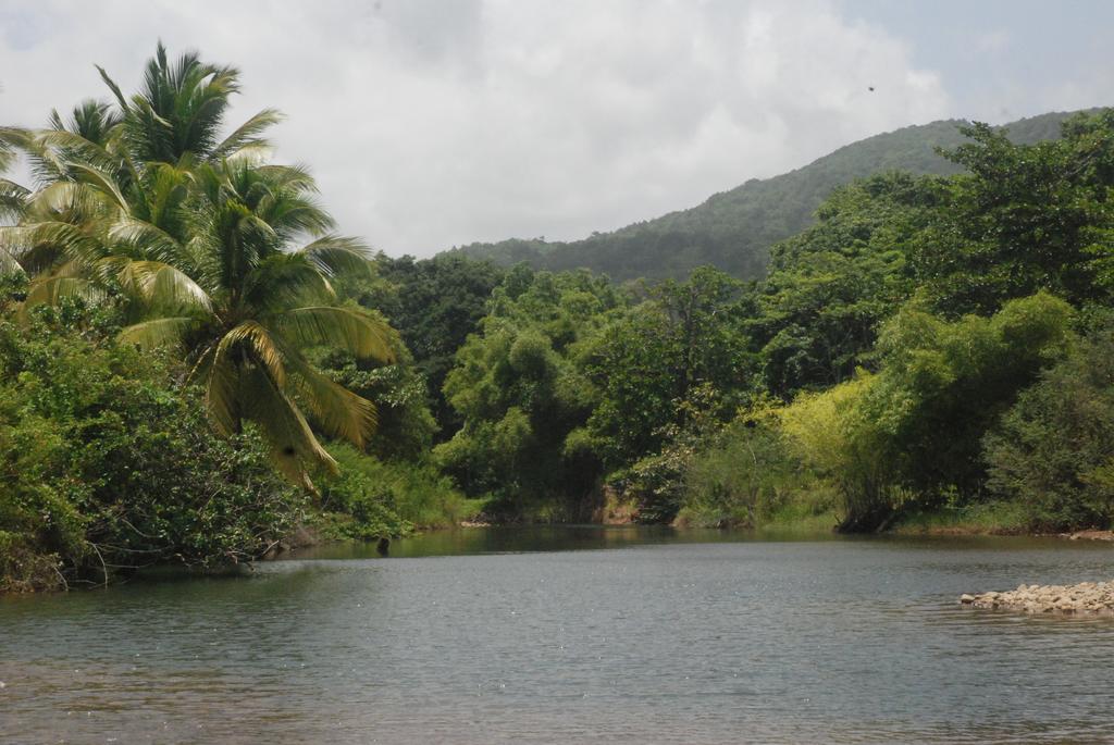 Bungalow Papaye بوانت-نوار المظهر الخارجي الصورة