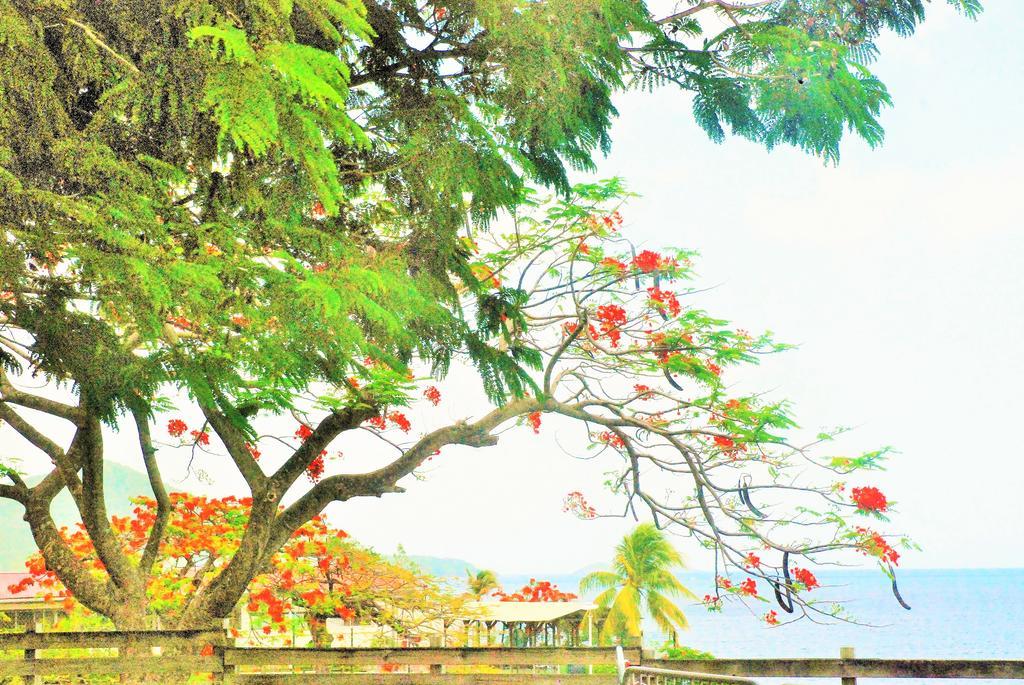 Bungalow Papaye بوانت-نوار المظهر الخارجي الصورة